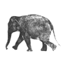 This image has an empty alt attribute; its file name is Elephant-Walk.gif